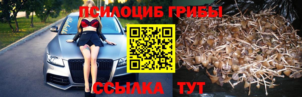 Псилоцибиновые грибы Psilocybe Крымск
